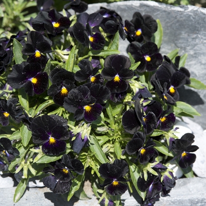 Picture of Viola - Back To Black